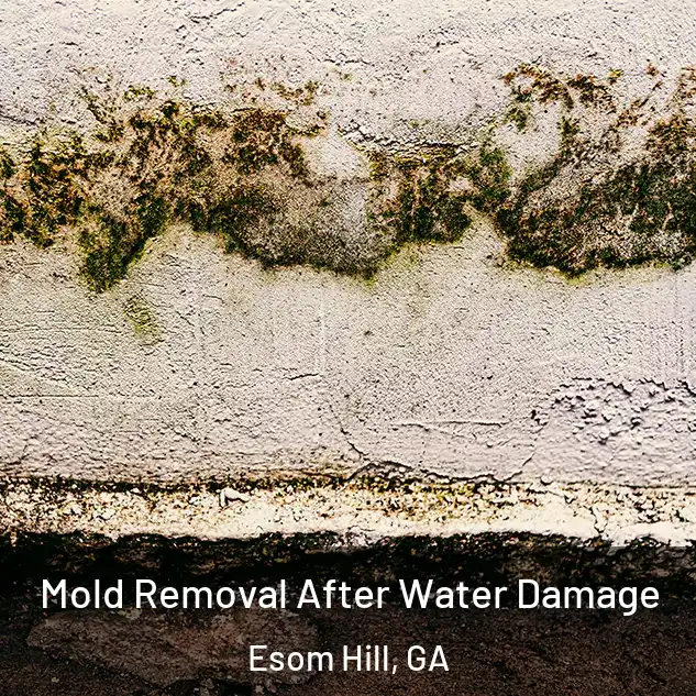 Mold Removal After Water Damage Esom Hill, GA